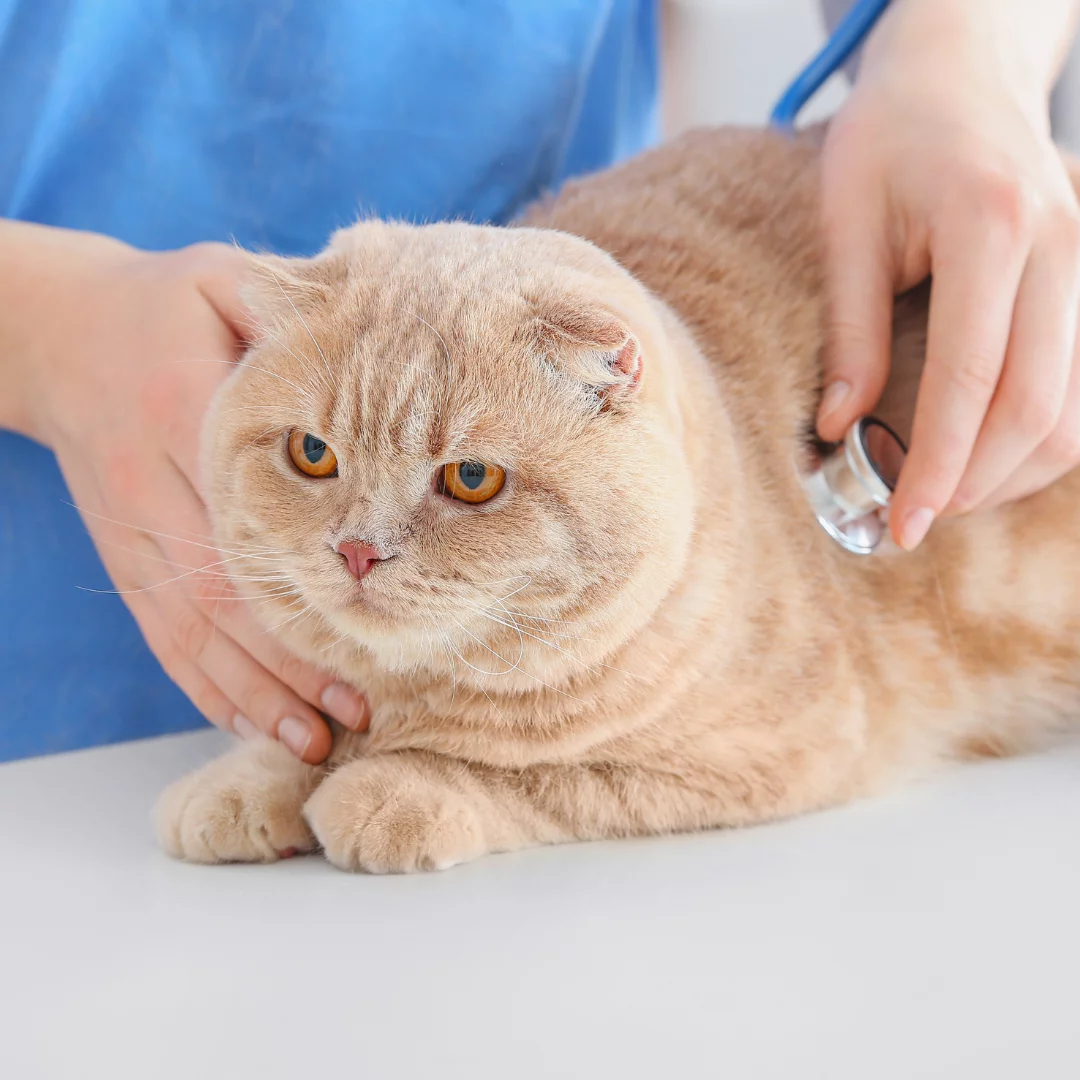 SERVICIO: Consultas y Exámenes Generales