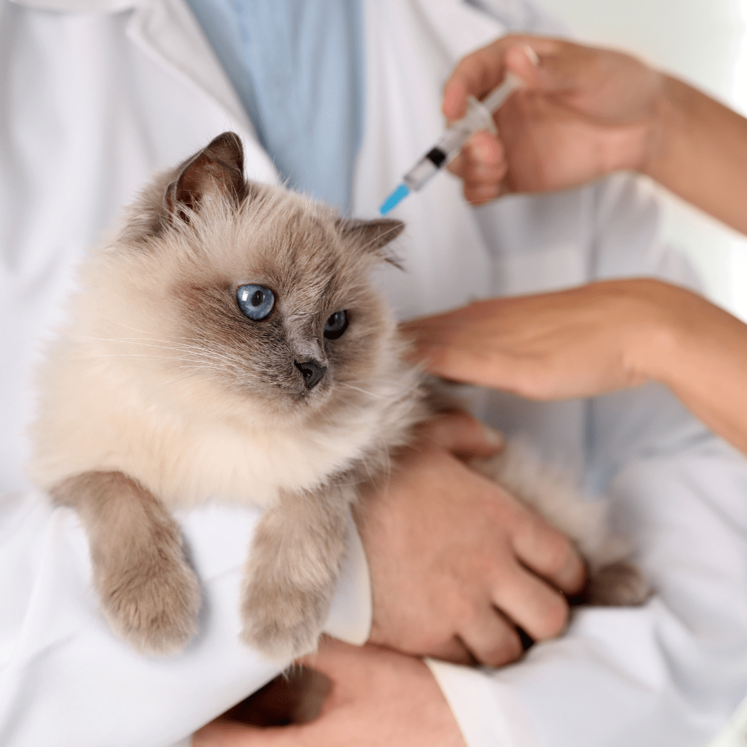 SERVICIO: Vacunaciones y Prevención