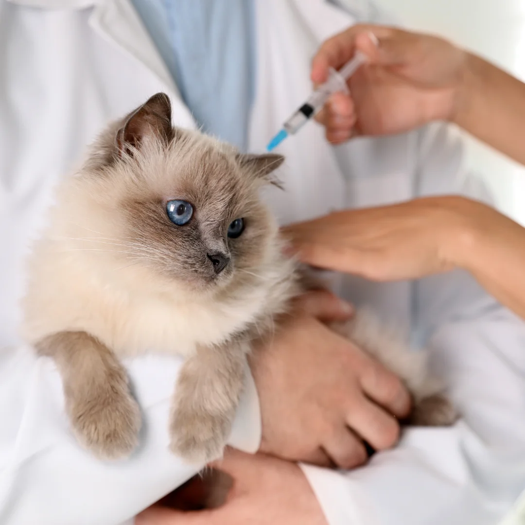 SERVICIO: Vacunaciones y Prevención