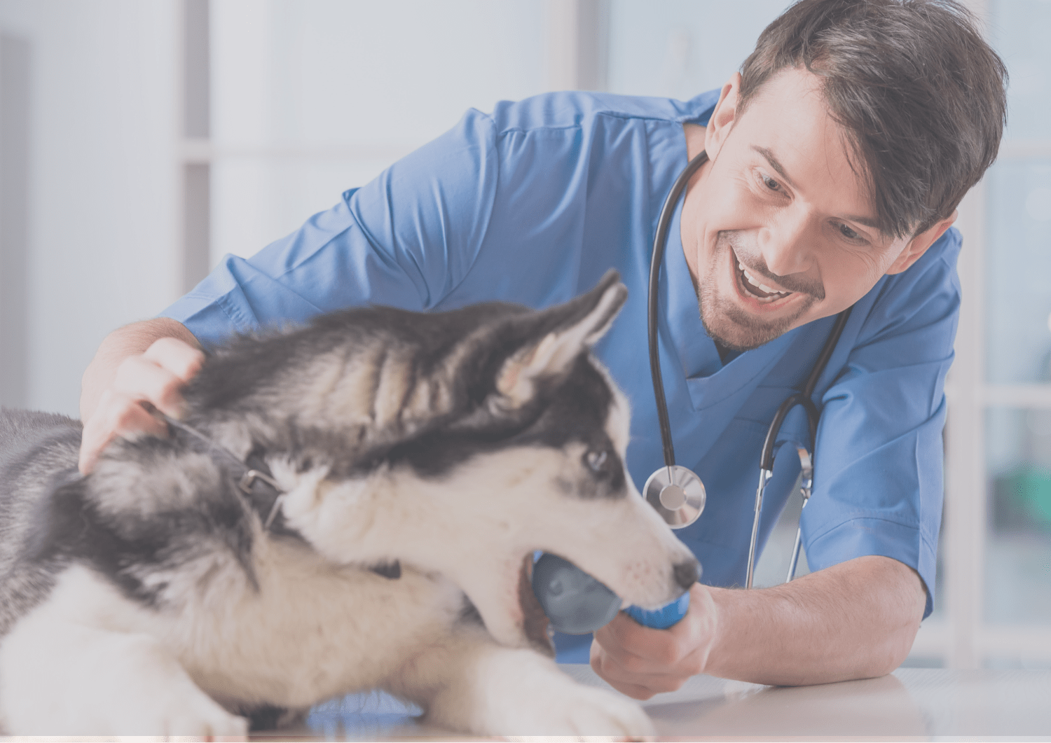 QUIÉNES SOMOS CLÍNICA VETERINARIA GUAZA