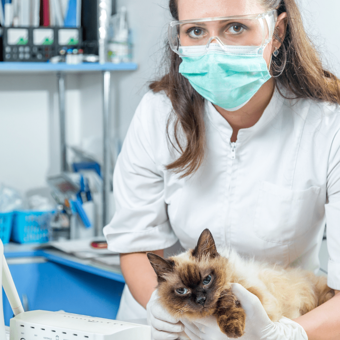 SERVICIO: Cirugías y Hospitalización diurna