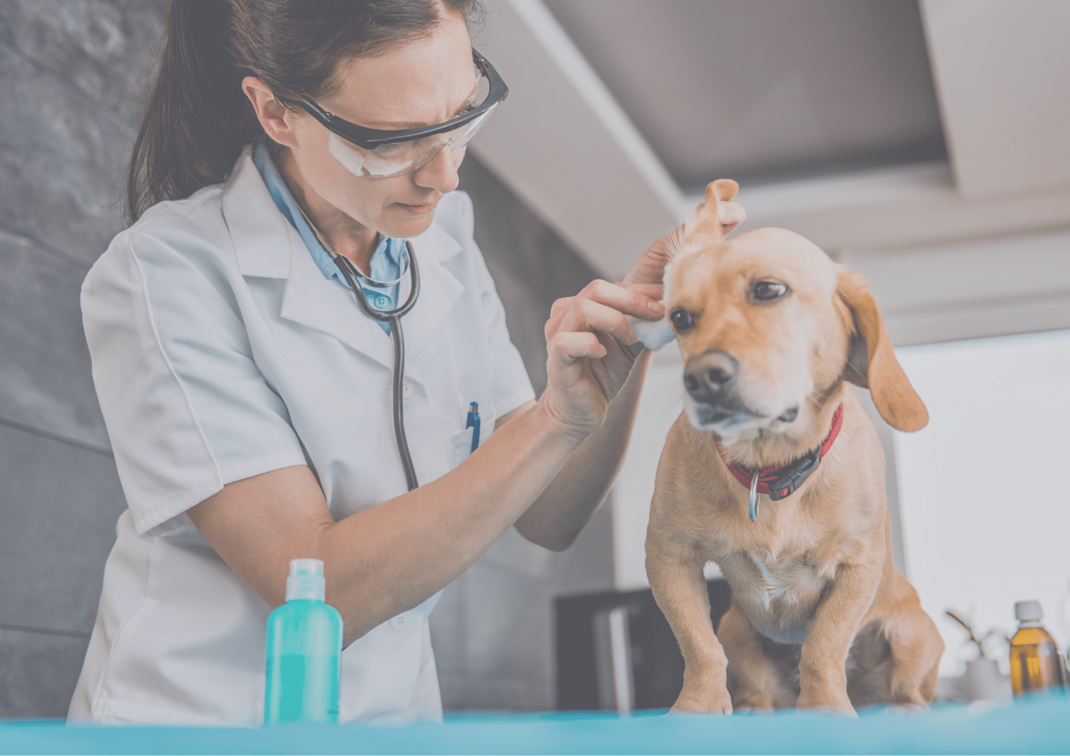 clinica veterinaria guaza tenerife sur